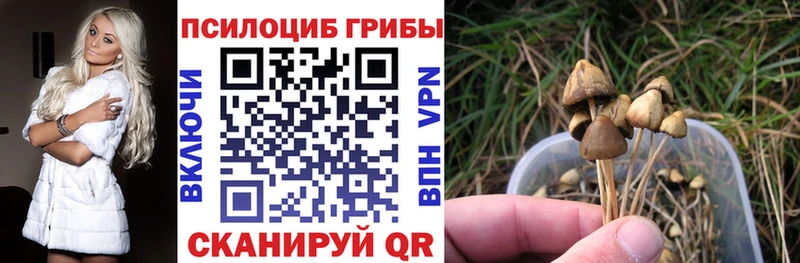 Купить где  Муравленко  Галлюциногенные грибы Cubensis 